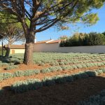 Lavender at the Musee de la Lavande