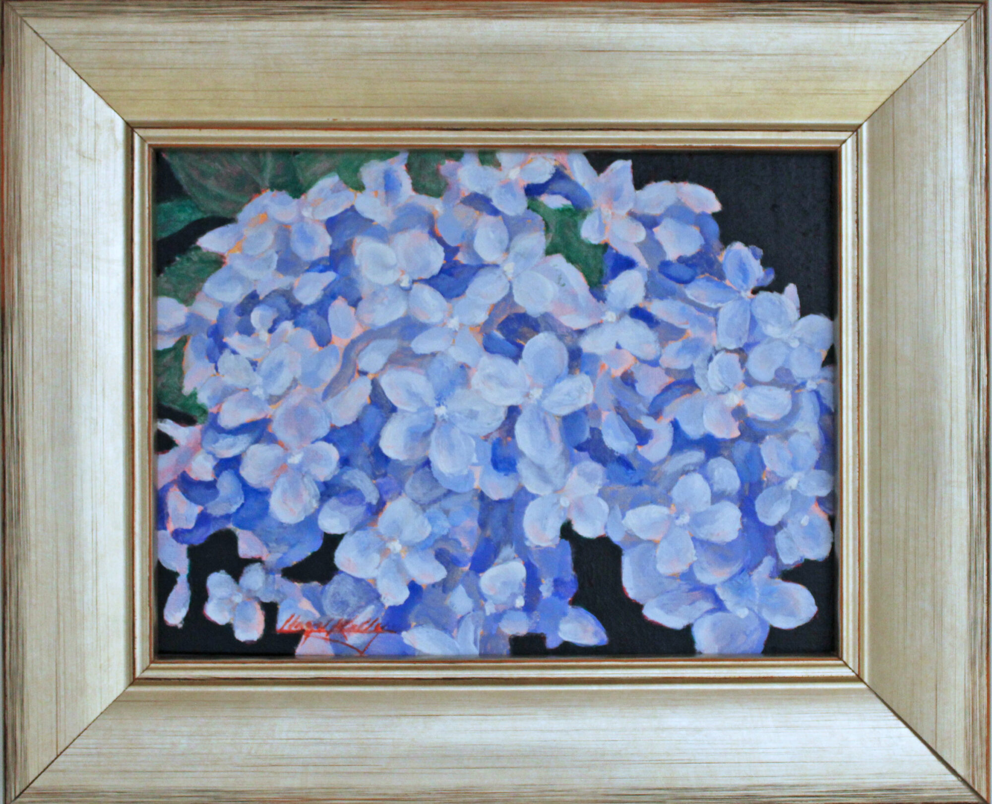 Hydrangea