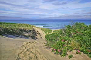 "Moshup Morning Dune" by Marjorie Mason