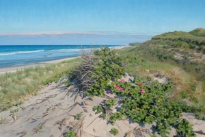 Moshup Shore Dune Roses