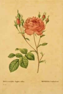 "Rose Centifolia Anglica Rubra" by Pierre-Joseph Redouté