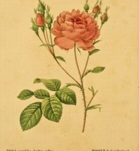 “Les Roses” by Pierre-Joseph Redoute