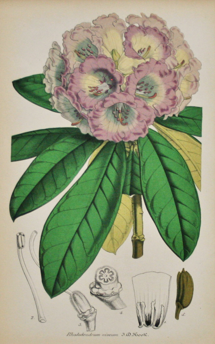 Rhododendrum Niveum